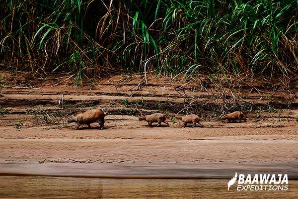 Family of añujes on the bank of the tambopata river