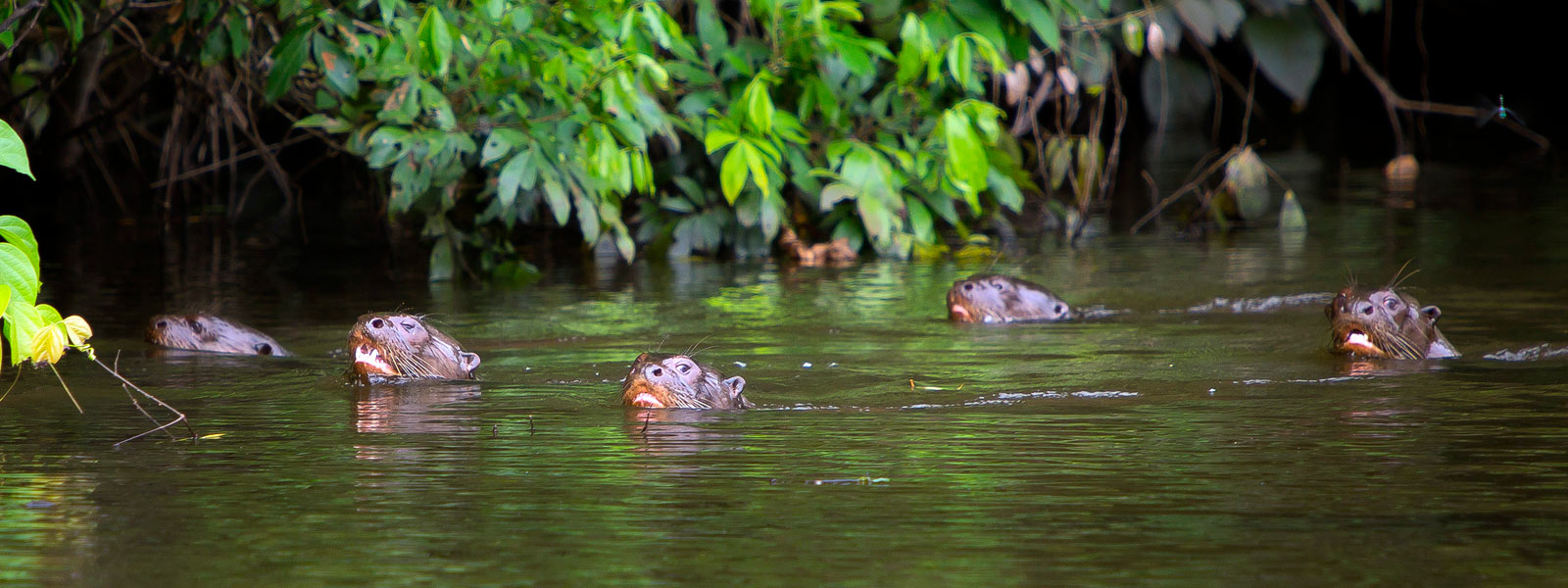 gian river otters at tres chimbadas oxbow lake