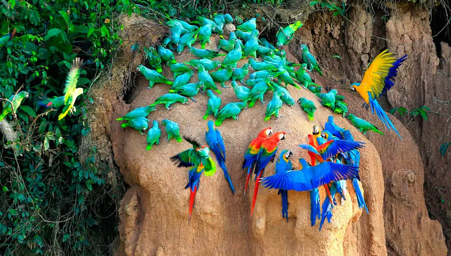 Parrot Clay Licks in Tambopata