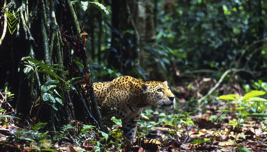 Fauna of the Tambopata National Reserve